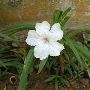 Drought Tolerant White Mexican Petunia Seeds