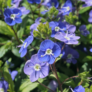 Creeping Speedwell Veronica Repens Seeds