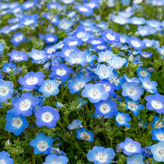 Baby Blue Eyes Nemophila Seeds
