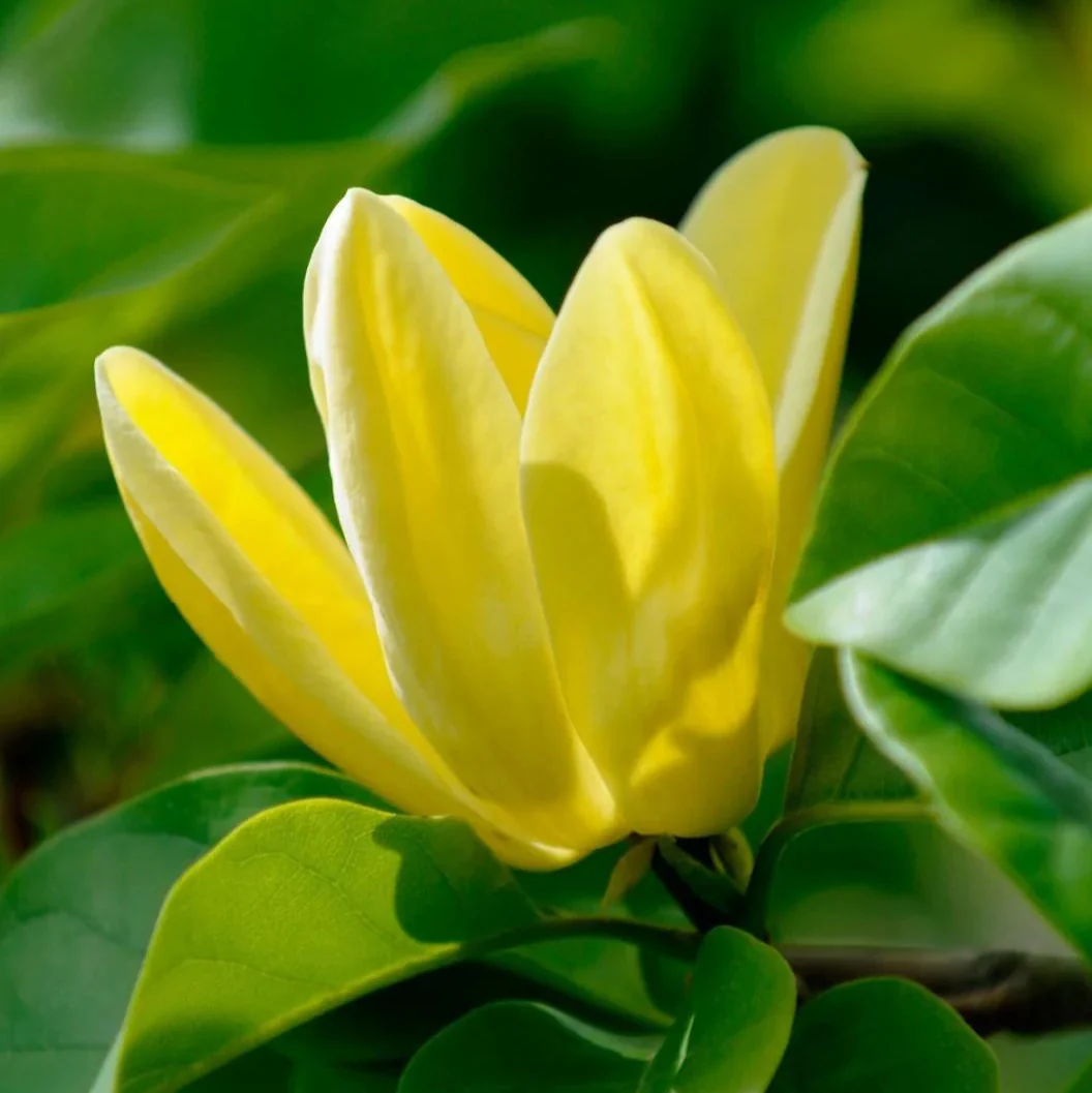 Butterfly Magnolia Seeds