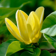 Butterfly Magnolia Seeds