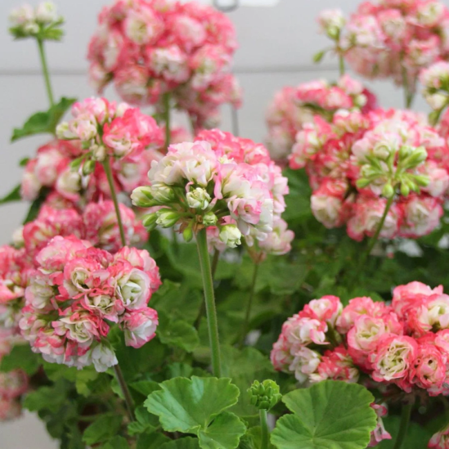 Apple Geranium Seeds