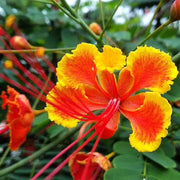 Dwarf Poinciana Peacock Seeds