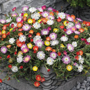 Groundcover Ice Seeds