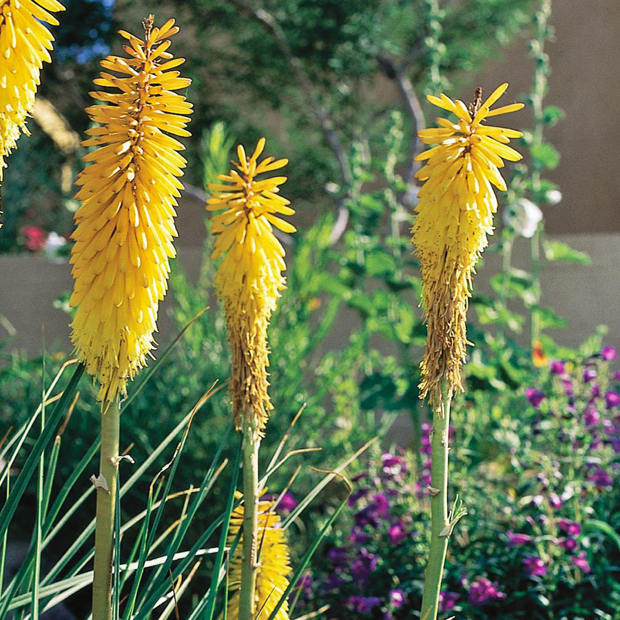 Bright Yellow Hot Poker Seeds