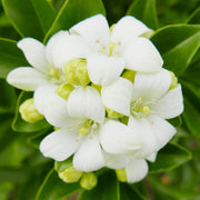 Fragran Orange Jessamine Seeds