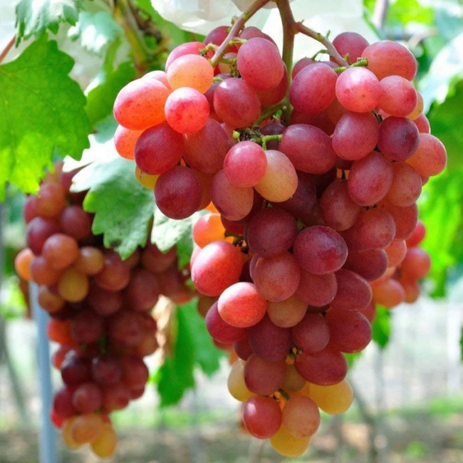 Large Cluster Red Globe Grape Seeds