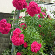 Hardy Japanese Rose Seeds