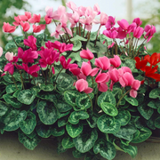 Persian Cyclamen Cyclamen Persicum Seeds