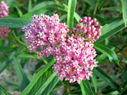 Milkweed Seeds - For Home Gardens Seeds