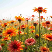Strawflower Seeds, Orange Double