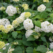 Hardy Smooth Hydrangea Seeds