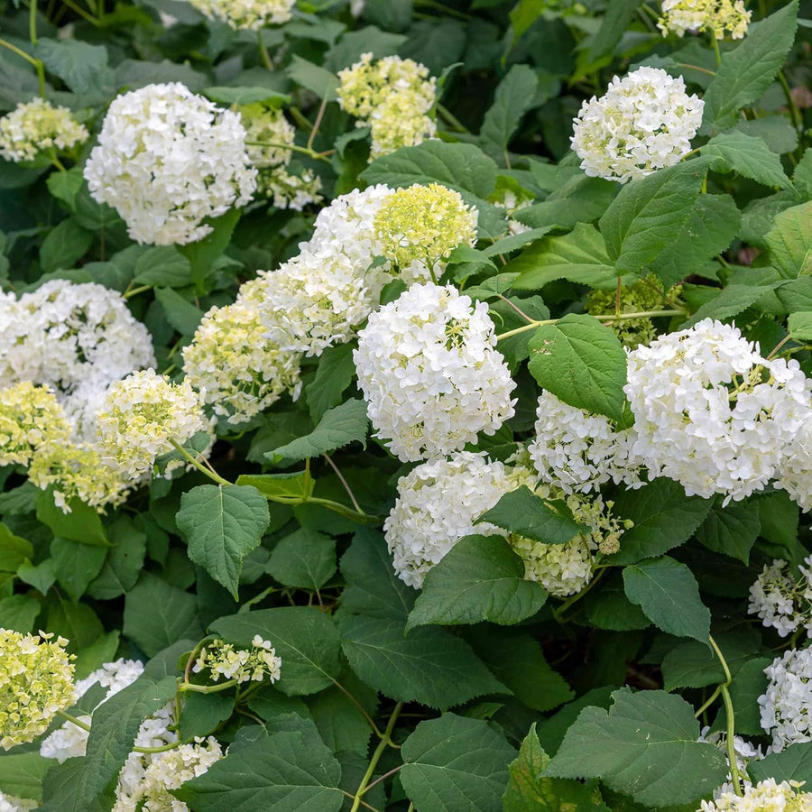 Hardy Smooth Hydrangea Seeds