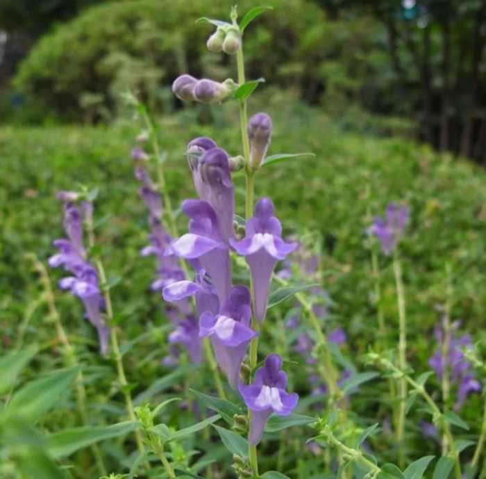 Mad Dog Skullcap Seeds