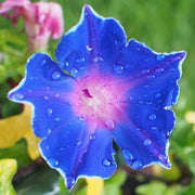 Japanese Morning Glory Seeds