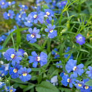 Blue Gem Nemesia Seeds
