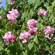 Double Bloom Confederate Rose Seeds