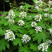 Hardy Oakleaf Hydrangea Seeds