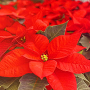 Christmas Star Poinsettia Seeds