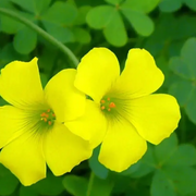 Wood Sorrel Oxalis Seeds