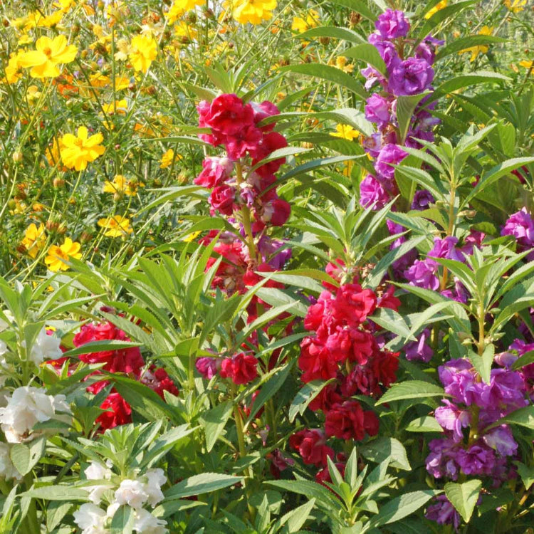Balsam Impatiens Seeds