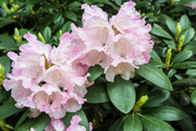 Rosebay Rhododendron Seeds