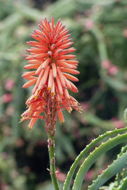 Succulent Plant Aloe Vera Seeds