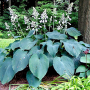 Blue Angel Plantain Lily Seeds