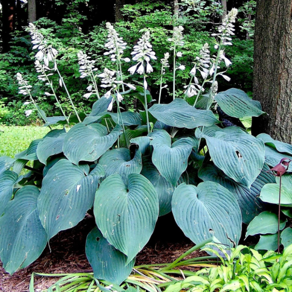 Blue Angel Plantain Lily Seeds