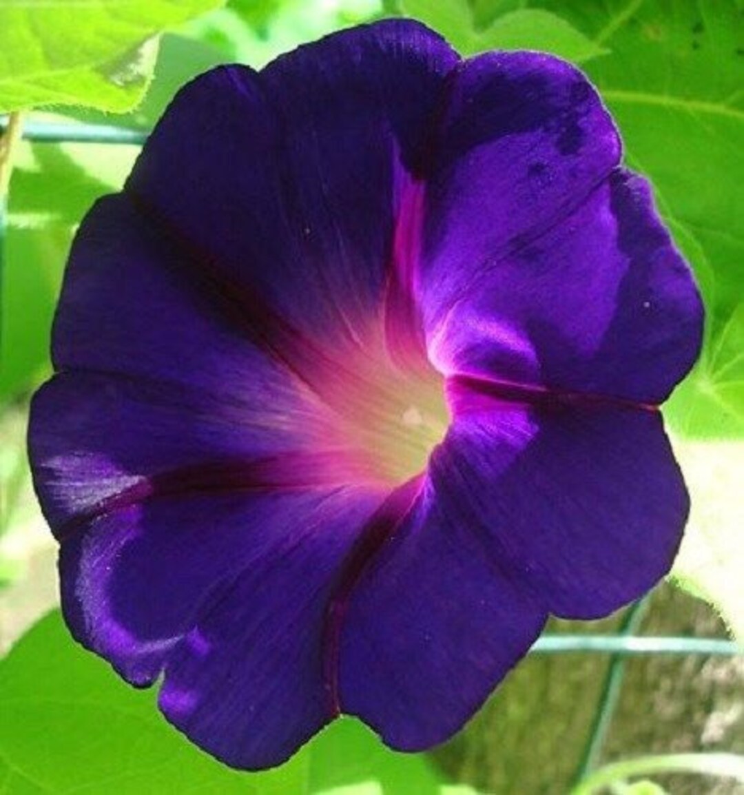 Star of Yelta Morning Glory Seeds