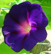 Star of Yelta Morning Glory Seeds