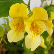 Impatiens Scabrida Seeds