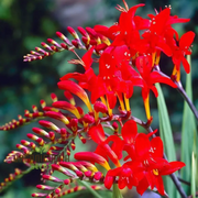 Lucifer Crocosmia Seeds
