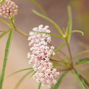 Narrowleaf Milkweed Asclepias Fascicularis Seeds