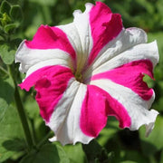 Pink and White Petunia Seeds