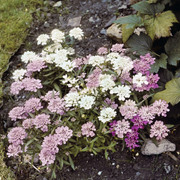 Gibraltar Candytuft Iberis Gibraltarica Seeds