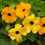 Thunbergia Black-Eyed Susan Vine Seeds