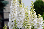 White King Larkspur Seeds