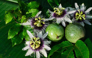Passiflora Edulis Seeds