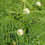 Legume Illinois Bundle Seeds