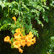 Trumpet Creeper Seeds