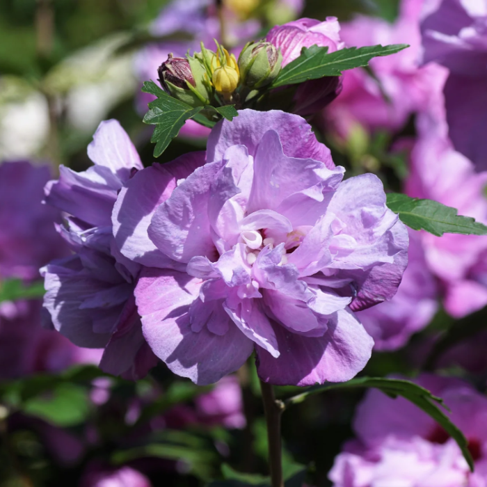 Mixed Colors Rose of Sharon Seeds