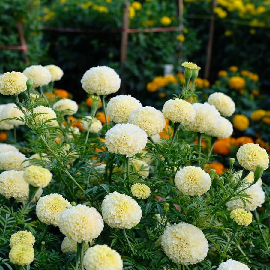 White Marigold Seeds