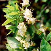Fragrantissima Lonicera Seeds