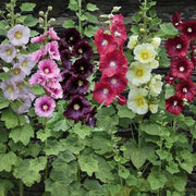 Mixed Hollyhock Seeds