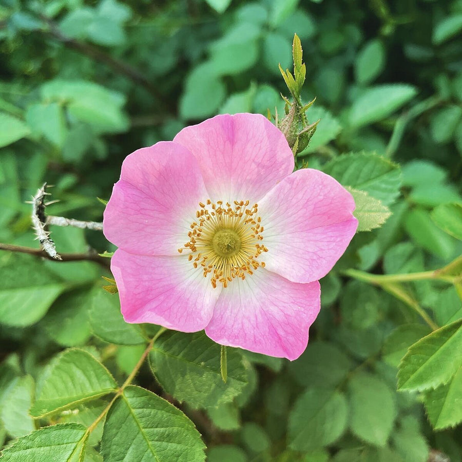 Sweet Briar Rose Rosa Rubiginosa Seeds