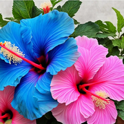 Blue-Pink Hibiscus Seeds