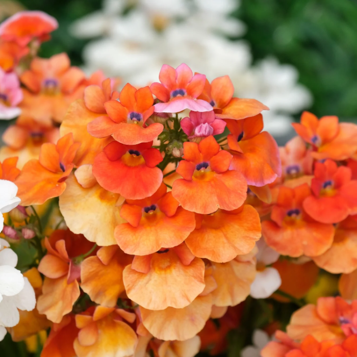 Orange Nemesia Seeds