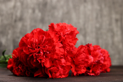 Scarlet Carnation Seeds