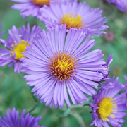 Novi-Belgii Aster Seeds